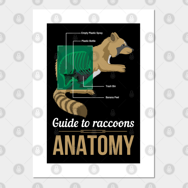 Anatomy Raccoon - Raccoon - Posters and Art Prints | TeePublic